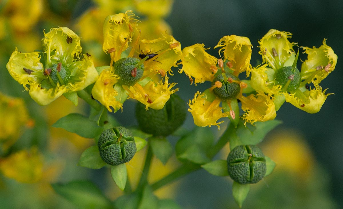 Bl&uuml;ten